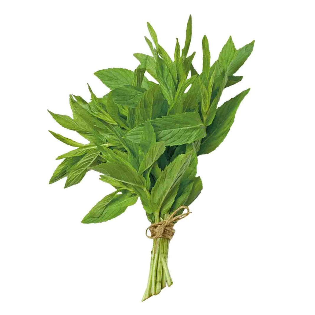 Fresh Mint Bunch